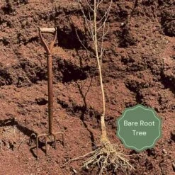 Merryweather Damson Tree -Garden Living Store Bare root example f45c3842 694d 4c23 a46c 2f5c455ab3dc