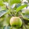 Bramley's Seedling Apple Tree -Garden Living Store Bramley