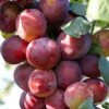 Victoria Plum Tree -Garden Living Store FRU0106 1
