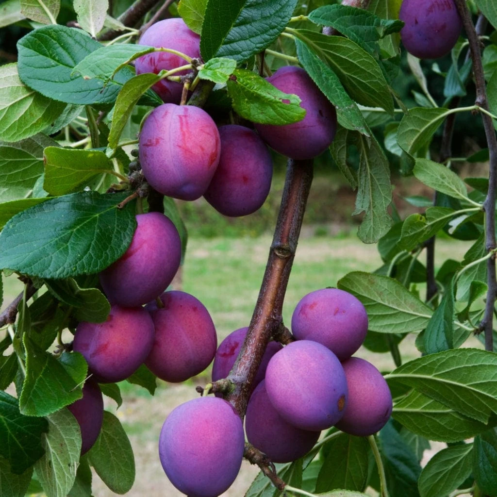 3 Super Easy To Grow Fruit Trees | Apple, Fig & Plum 8 3 Super Easy To Grow Fruit Trees | Apple, Fig & Plum - Image 6
