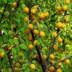 Oullins Golden Gage Plum Tree -Garden Living Store FRU0112 1