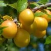 Oullins Golden Gage Plum Tree -Garden Living Store FRU0112 4