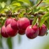 Opal Plum Tree -Garden Living Store FRU0113 1