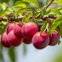 Mini Orchard Collection | Apple, Cherry & Plum 9 Mini Orchard Collection | Apple, Cherry & Plum -Garden Living Store FRU0113 1 84fbd27e ac86 49ba 8ce4 64832a2c9334
