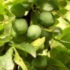 Old Greengage Plum Tree -Garden Living Store FRU0117 4