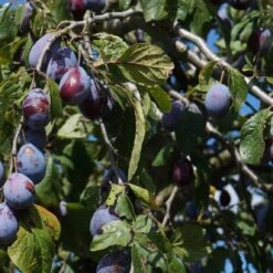 Merryweather Damson Tree -Garden Living Store FRU0120 2