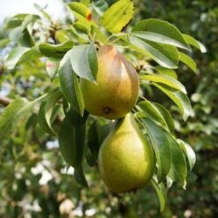 Williams Bon Chrétien Pear Tree -Garden Living Store FRU0122 5