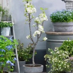 Doyenné Du Comice Pear Tree -Garden Living Store FRU0124 4