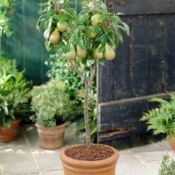 Mini Orchard Collection | Cherry, Pear & Plum Trees -Garden Living Store FRU0126 4 f7cf4d55 9ee1 4d19 bbf7 c29c16b27551