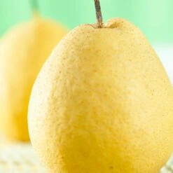 Kumoi' Asian Pear Tree | Nashi Pear -Garden Living Store FRU0142 1