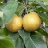 Kumoi' Asian Pear Tree | Nashi Pear -Garden Living Store FRU0142 2