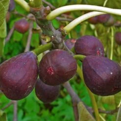 3 Super Easy To Grow Fruit Trees | Apple, Fig & Plum 12 3 Super Easy To Grow Fruit Trees | Apple, Fig & Plum -Garden Living Store FRU0148 1 a40cf121 4467 400e 880f 5610c172c7f5