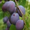 Shropshire Prune Damson Tree -Garden Living Store FRU0162 1