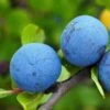 Farleigh Damson Tree -Garden Living Store FRU0164 1