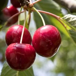 Award Winning Patio Fruit Tree Collection | Cherry, Pear & Plum | Growers' Choice -Garden Living Store FRU0174 1