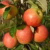 James Grieve Apple Tree | Dwarf Rootstock -Garden Living Store FRU0198 1