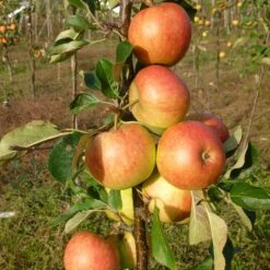 James Grieve Apple Tree | Dwarf Rootstock -Garden Living Store FRU0198 2