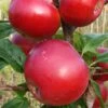 Red Devil Apple Tree -Garden Living Store FRU0213 1