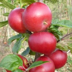 Red Devil Apple Tree -Garden Living Store FRU0213 2