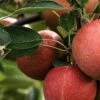 Katy Apple Tree -Garden Living Store FRU0217 2