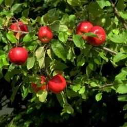 Katy Apple Tree -Garden Living Store FRU0217 4