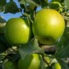 Granny Smith Apple Tree -Garden Living Store FRU0227 1