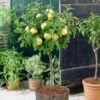 Golden Delicious Apple Tree -Garden Living Store FRU0228 1