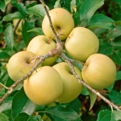 Golden Delicious Apple Tree -Garden Living Store FRU0228 2