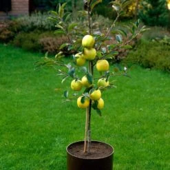 Golden Delicious Apple Tree -Garden Living Store FRU0228 3