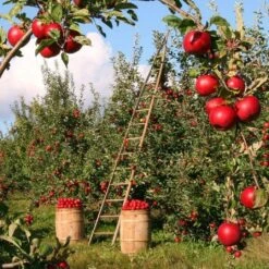 Fiesta Apple Tree -Garden Living Store FRU0233 2