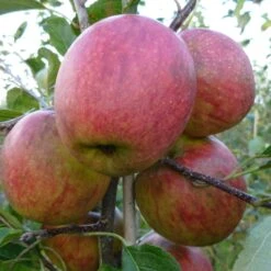 Falstaff Apple Tree -Garden Living Store FRU0235 2