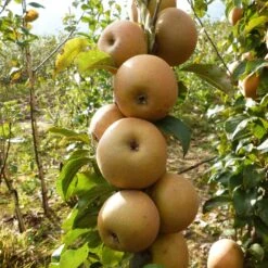 Best Apple Trees For Any Purpose | Growers' Choice -Garden Living Store FRU0241 1 c43ea40e e824 4bf5 b169 8efa7582996d