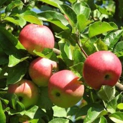 Best Apple Trees For Any Purpose | Growers' Choice -Garden Living Store FRU0242 4 c500f52f b719 4fa0 ab61 312d2fff07b4