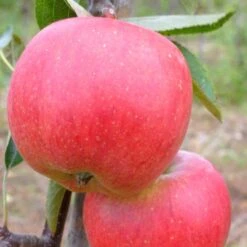 Braeburn Hillwell Apple Tree -Garden Living Store FRU0249 2