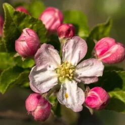 Braeburn Hillwell Apple Tree -Garden Living Store FRU0249 3