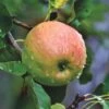 Blenheim Orange Apple Tree -Garden Living Store FRU0251 1 5bb2b669 d02c 4af9 b810 5366af20ec41