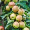Cox's Orange Pippin Apple Tree -Garden Living Store FRU0252 1
