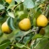 'Petite Poire' Pear Tree -Garden Living Store FRU0428 1