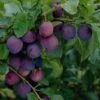 'Guinevere' Plum Tree -Garden Living Store FRU0435 1