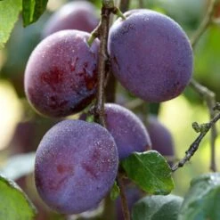'Rivers Early Prolific' Plum Tree