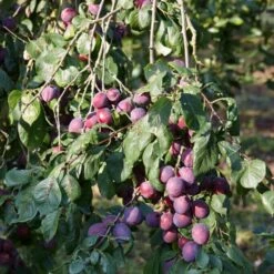'Rivers Early Prolific' Plum Tree -Garden Living Store FRU0437 2