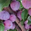 'Lizzie' Plum Tree -Garden Living Store FRU0439 1