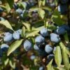 'Southampton Selection' Sloe Tree -Garden Living Store FRU0441 2 2bd84aa8 0f5a 432b 8da0 598c6ffa4278
