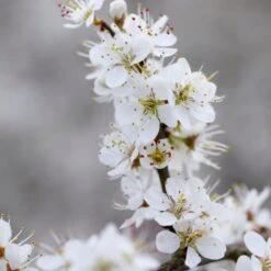 'Southampton Selection' Sloe Tree -Garden Living Store FRU0441 3 2457e5ec c895 4c69 8f4b f2f32ae67a0e