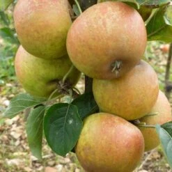 'Ashmeads Kernel' Apple Tree 14 'Ashmeads Kernel' Apple Tree -Garden Living Store FRU0448 2