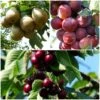 Mini Orchard Collection | Cherry, Pear & Plum Trees -Garden Living Store FRUCOL1 1