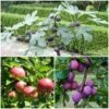 3 Super Easy To Grow Fruit Trees | Apple, Fig & Plum -Garden Living Store FRUCOL10 1