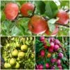 The 3 Top Performing Fruit Trees To Grow In The UK | Apple, Pear & Plum -Garden Living Store FRUCOL11 1
