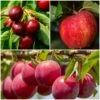 Mini Orchard Collection | Apple, Cherry & Plum -Garden Living Store FRUCOL2 1
