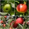 Cross-Pollinating Apple Collection | Bramley, Gala & Discovery -Garden Living Store FRUCOL5 1